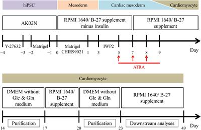 Geometrical Patterning and Constituent Cell Heterogeneity Facilitate Electrical Conduction Disturbances in a Human Induced Pluripotent Stem Cell-Based Platform: An In vitro Disease Model of Atrial Arrhythmias